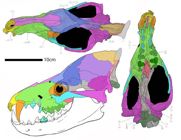 Andrewsarchus, Carsioptychus, Harpagolestes and Sinonyx