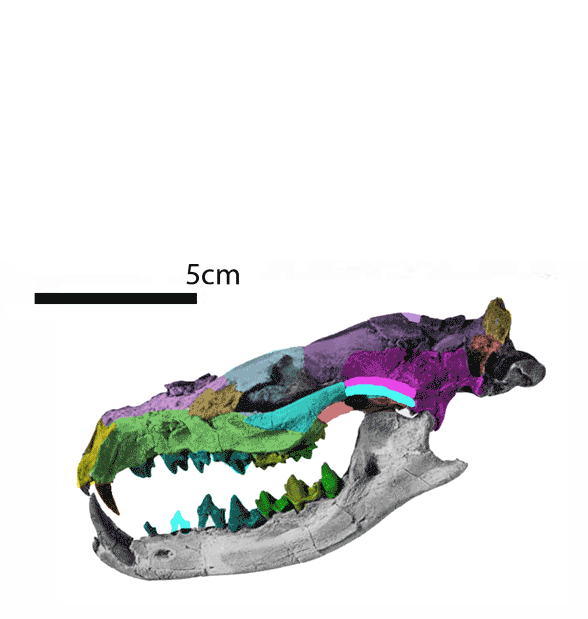 Sinopa skull comparison