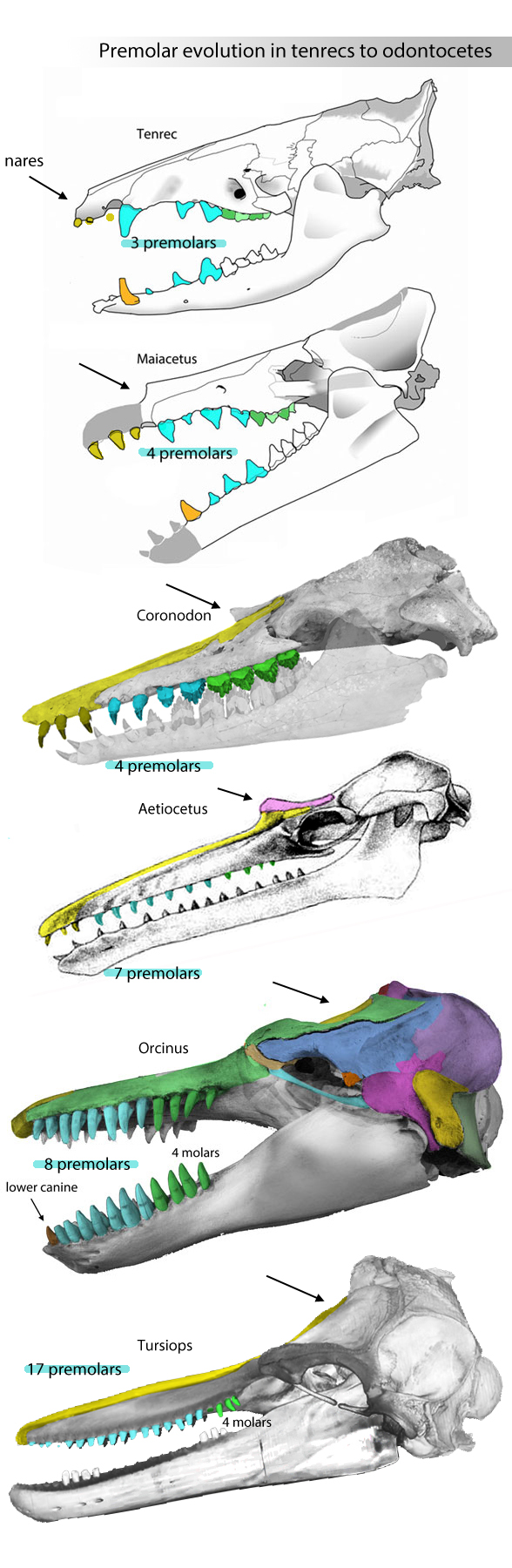 premolar evolution in odontocete ancestors