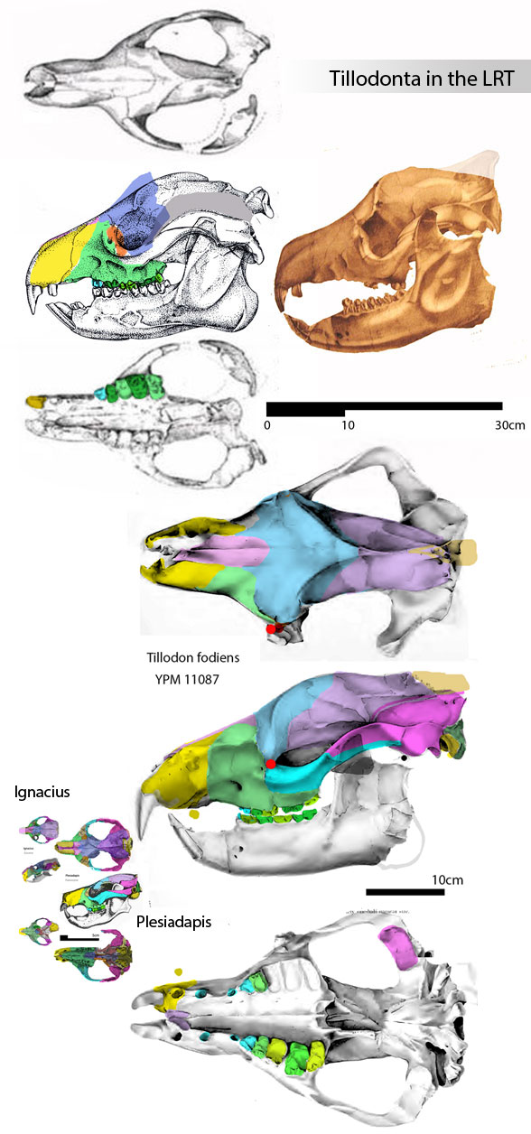 Tillodonta - Trogosus and Tillodon