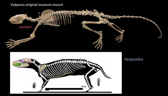 vulpavus compared to hyopsodus