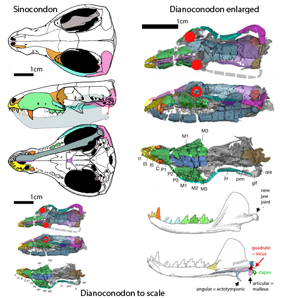 sinoconodon and dianoconodon