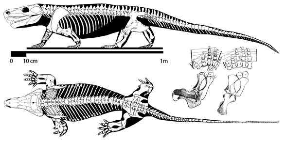 Limnoscelis