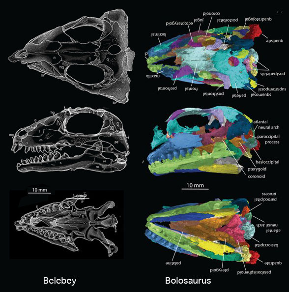 Belebey and Bolosaurus