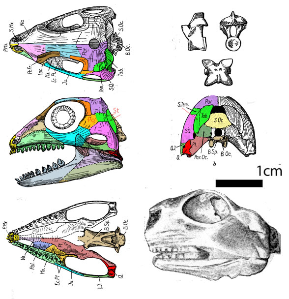 Bolosaurus