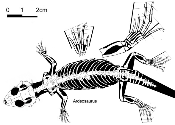 Ardeosaurus and Norellius