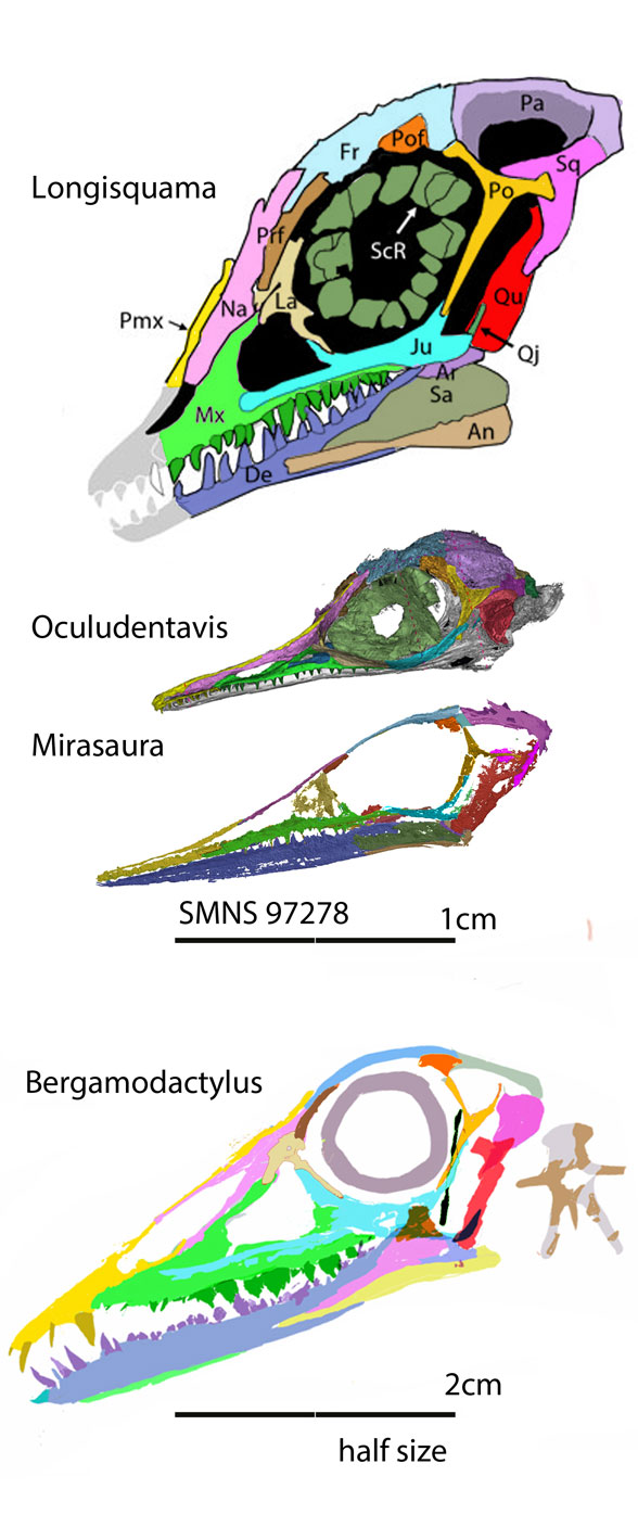 Miasaura skull compared