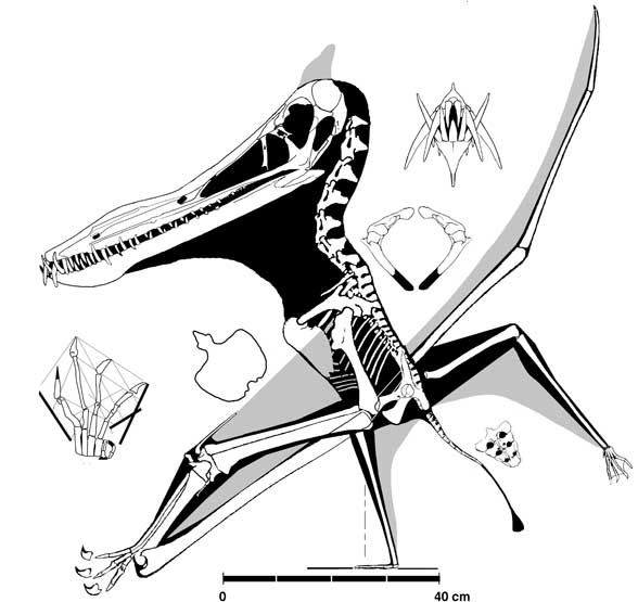Anhangueridae - Wikipedia