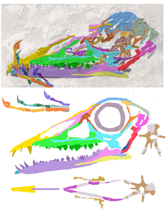 Bergamodactylus wildi, MPUM 6009 a basal pterosaur