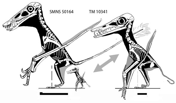 Dorygnathus SMNS 50164 and TM 10341