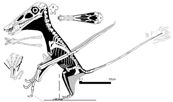 Kryptodrakon - Wikipedia