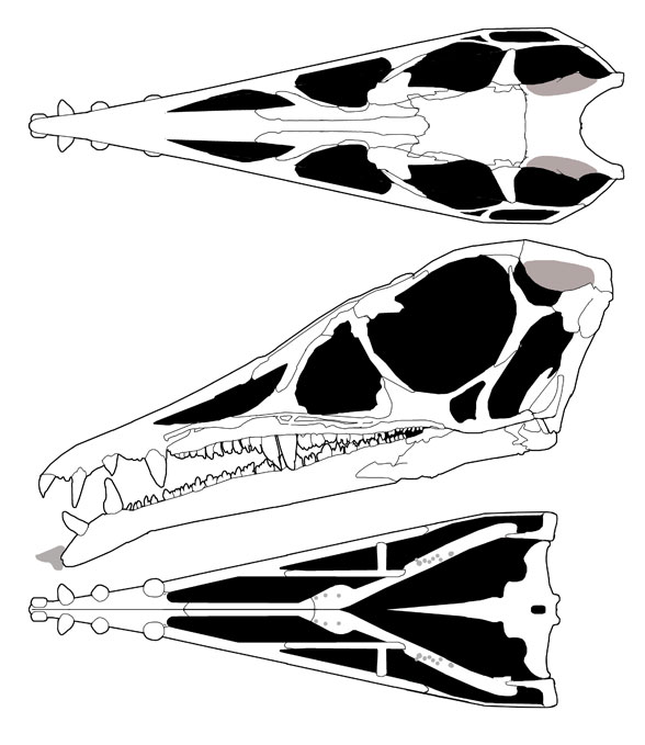 Eudimorphodon skull