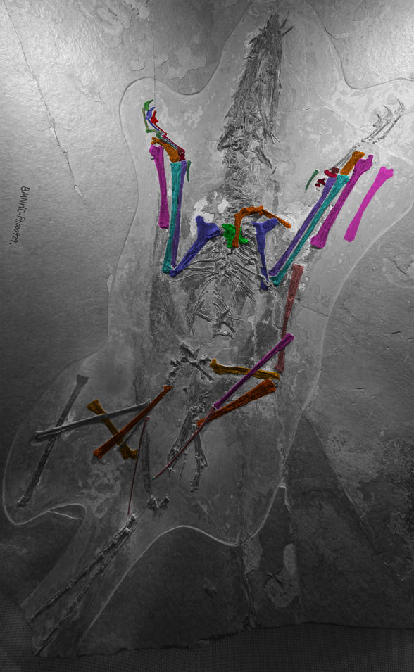 Fenghuangopterus specimen BMNHC Ph000929