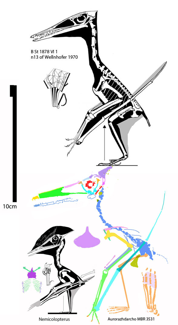 MBR 3531 and Nemicolopterus