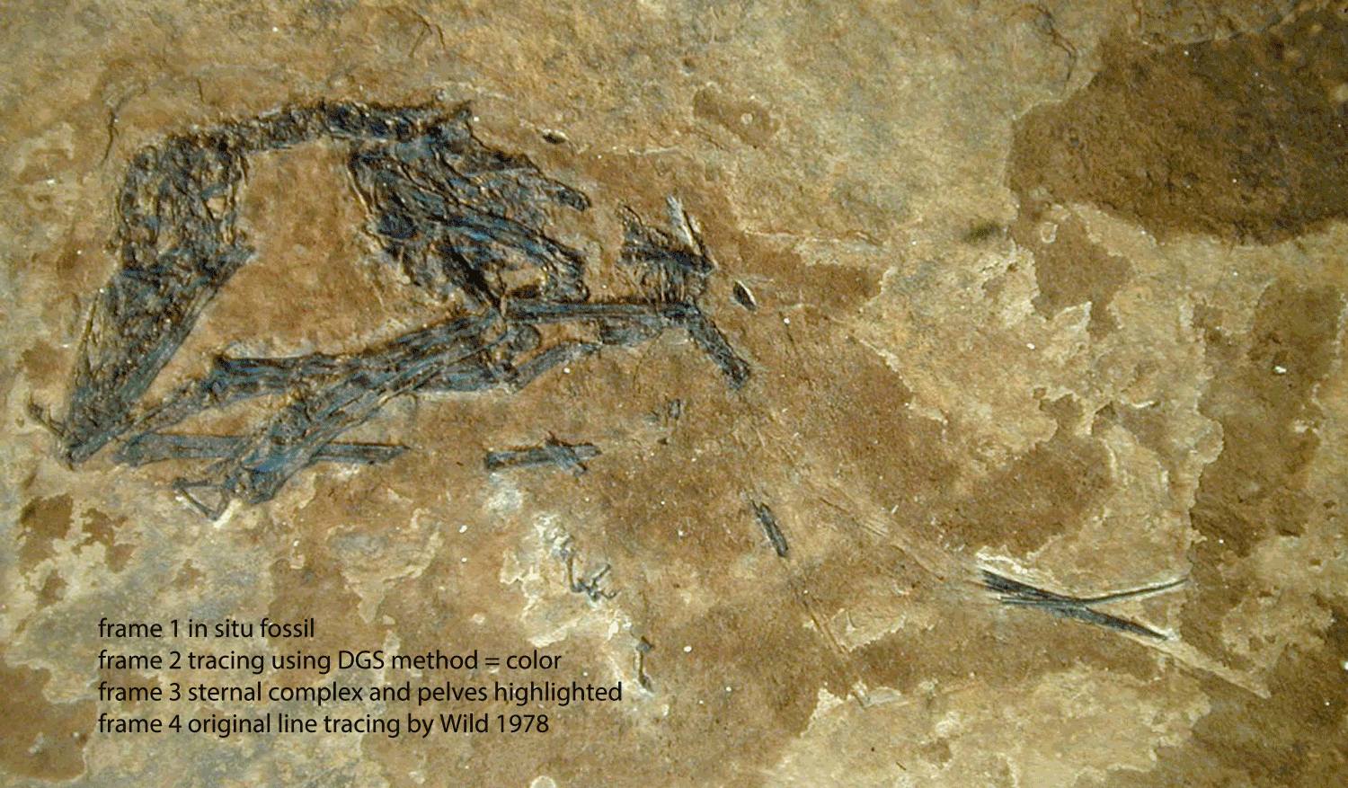 Bergamodactylus in situ