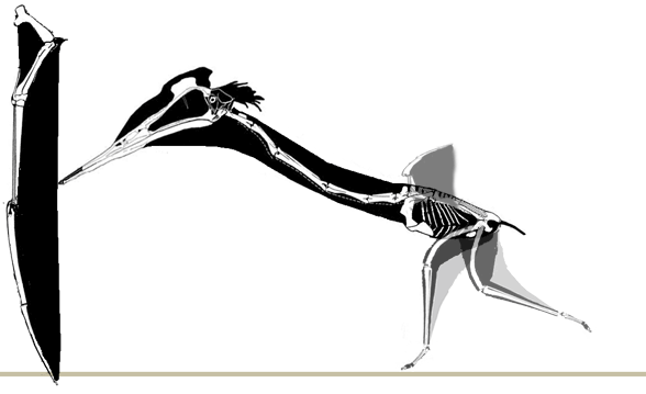 Pterosaur wing appearance when quadrupedal