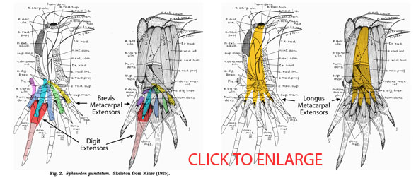 Sphenodon hand muscles