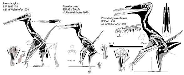 Aerodactylus - Wikipedia
