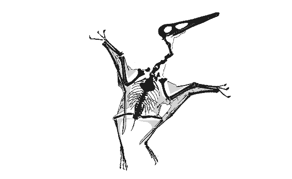 Vienna Pterodactylus wing extension GIF movie