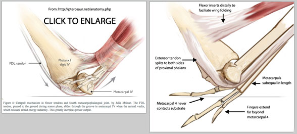 pterosaur wing