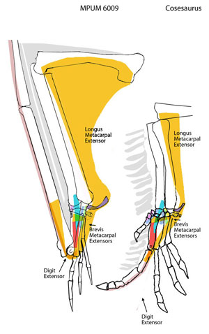 Pterosaur wing extension rollover image