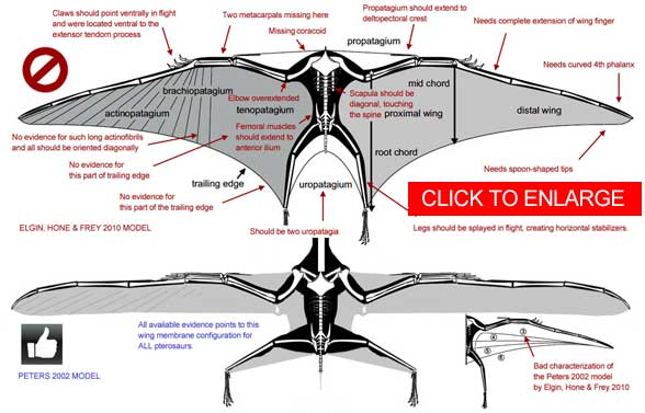 Wing planforms of basal and pterodactyloid pterosaurs used in this