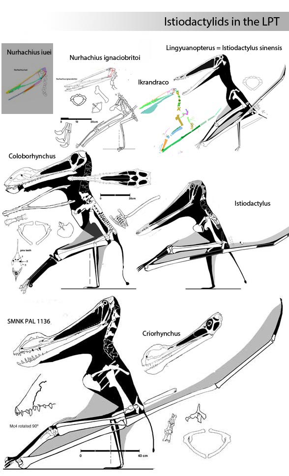 Istiodactylids to scale