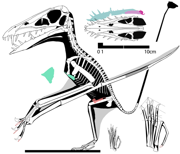 Jianchangnathus robustus