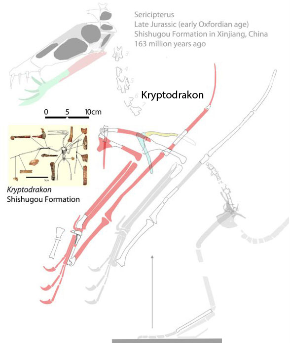 Kryptodrakon - Wikipedia