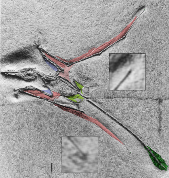 Wing planforms of basal and pterodactyloid pterosaurs used in this