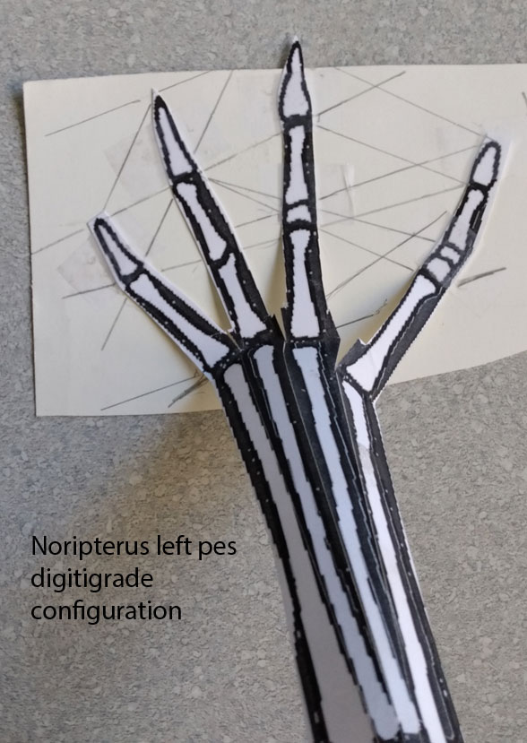 Noripterus digitigrade pes model