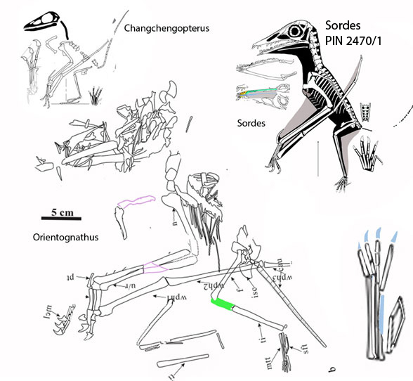 Changchengopterus