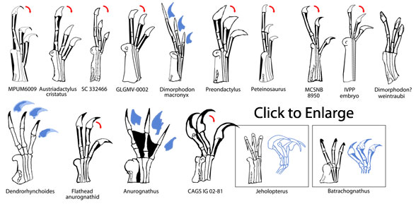 Pterosaur fingers