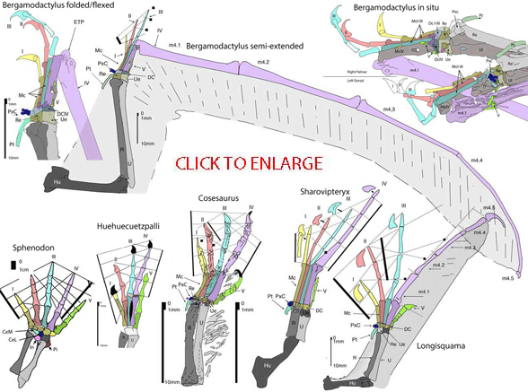 Wing planforms of basal and pterodactyloid pterosaurs used in this