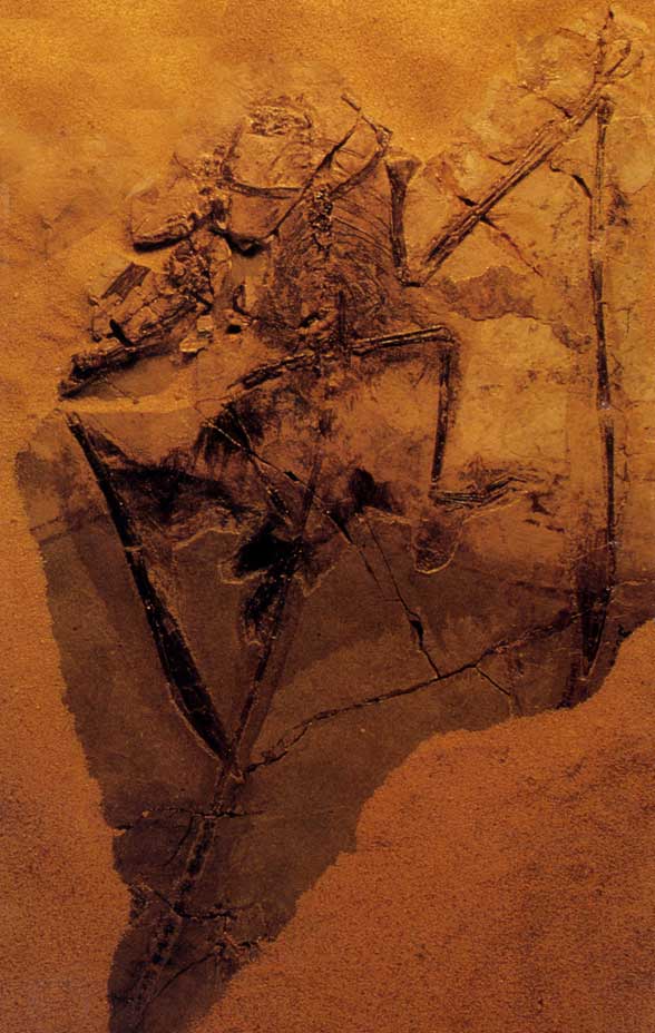 Rollover image of Sordes pilosus