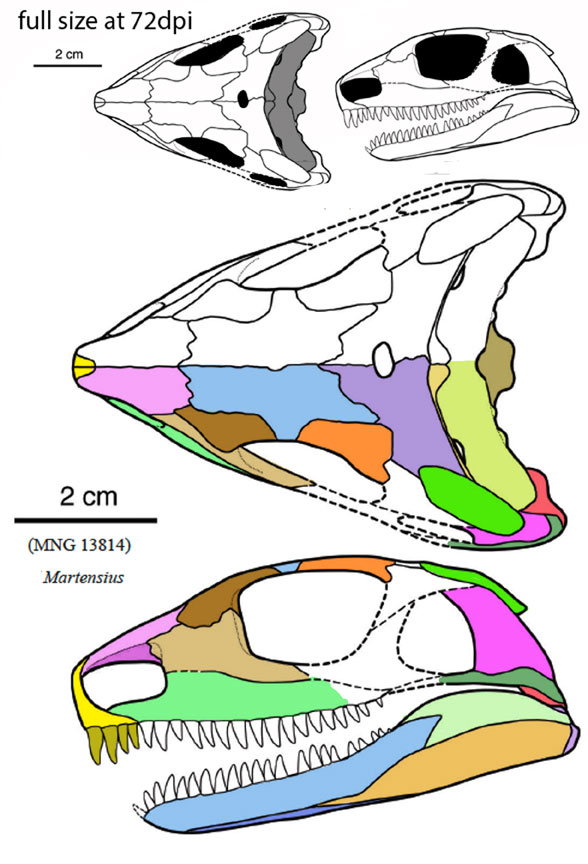 Oedaleops and Martensius