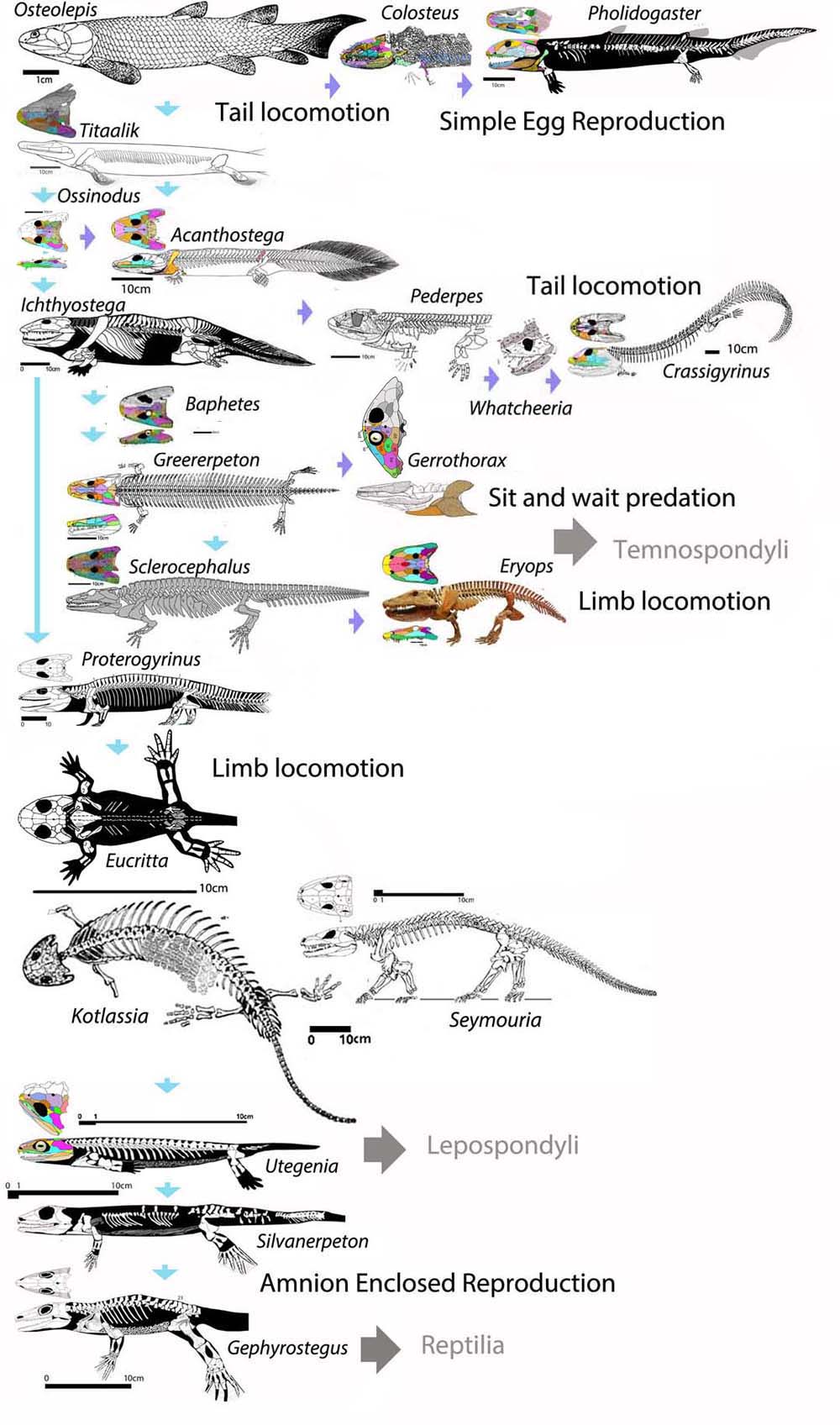 Basal Tetrapods