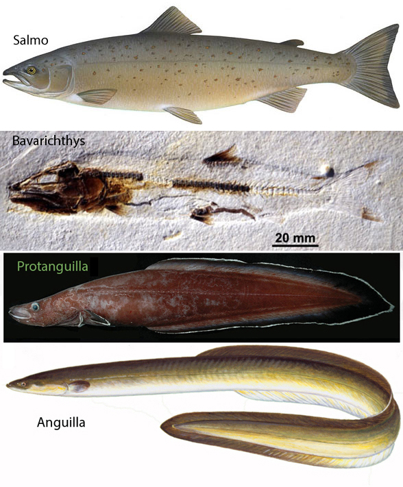 Xiphias Conger Omosudis Traquairius Alepisaurus Protanguilla And Anguilla