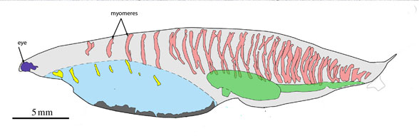 Nuuichthys reconstructed