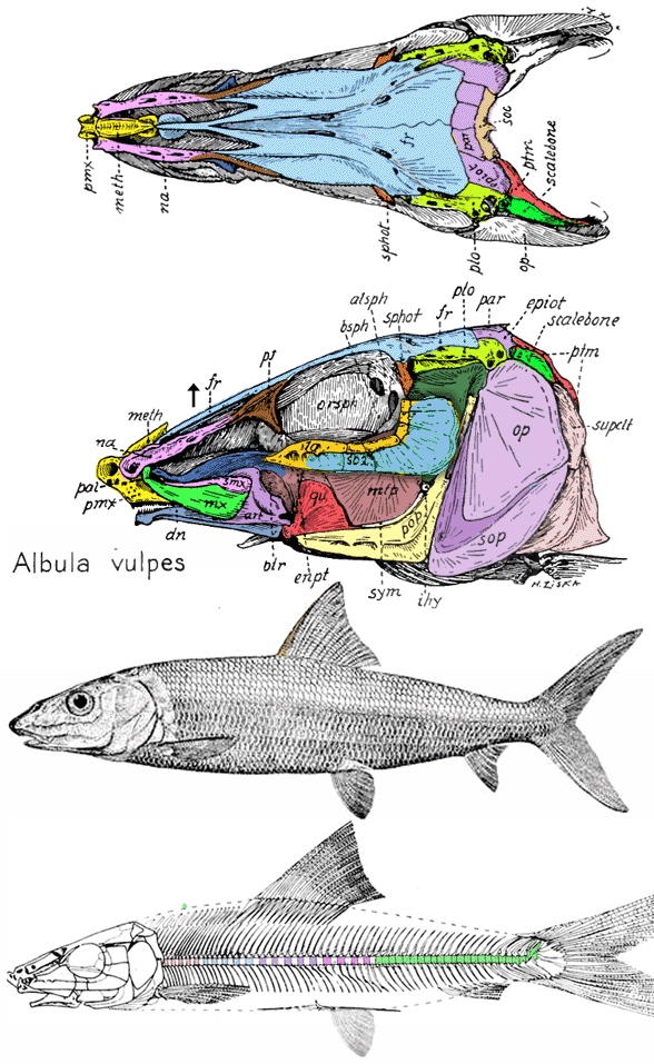 Barreleye Fish Diagram