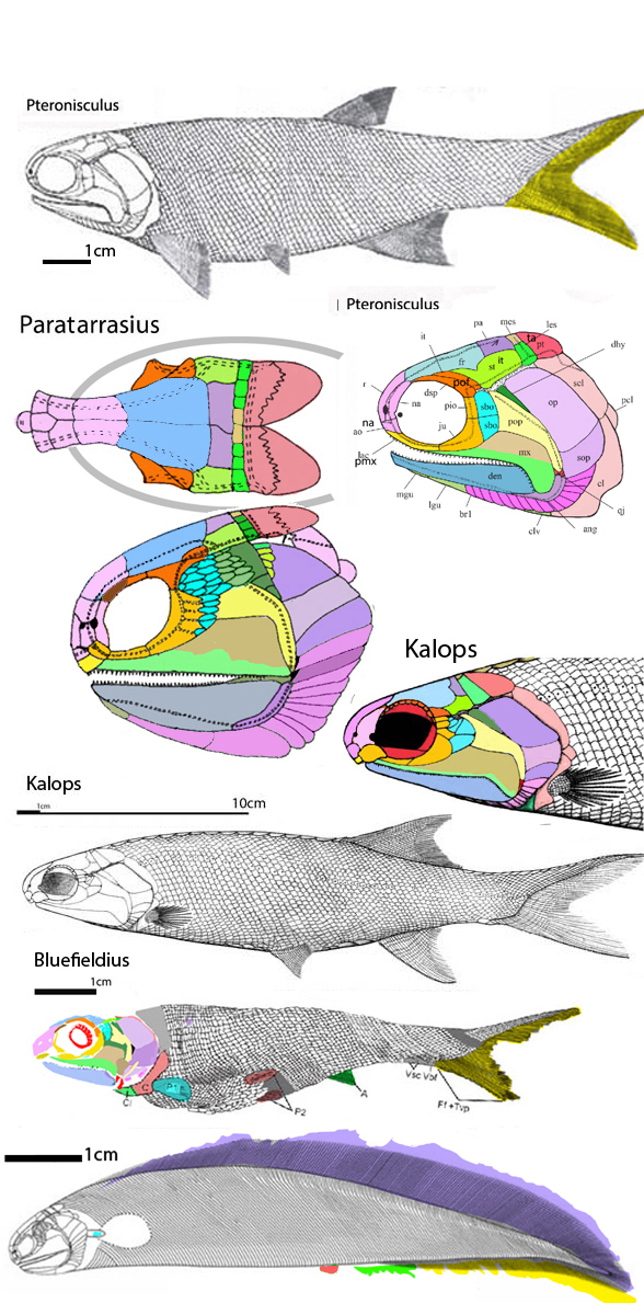 Brachyacanthus And Paratarrasius