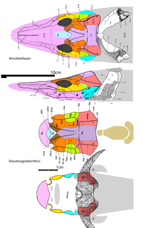 Brindabellaspis, Diandongpetalichthys, Wuttagoonaspis, Shearsbyaspis ...