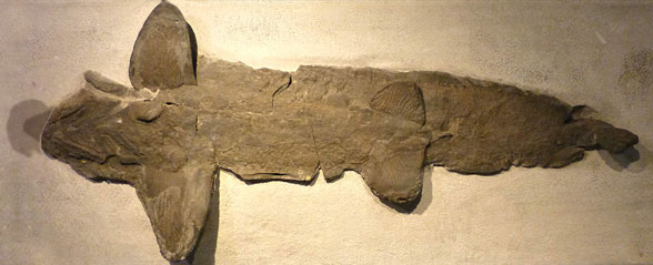 cladoselache shark fossil