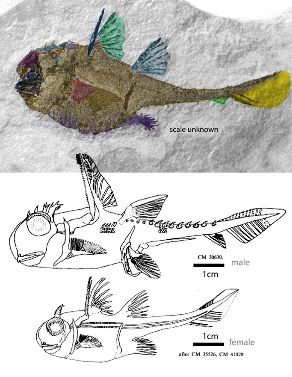 Echinochimaera male female