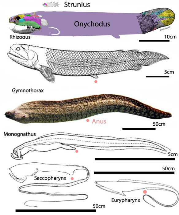 Gogonasus, Barameda, Gymnothorax, Eurypharynx and Onychodus