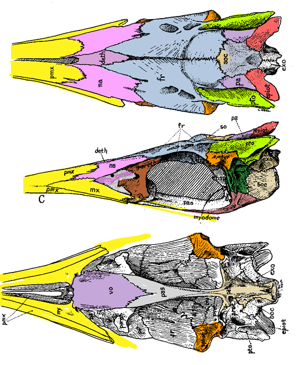 Pentanogmius, Istiophorus, Omosudis, Traquairius and Alepisaurus