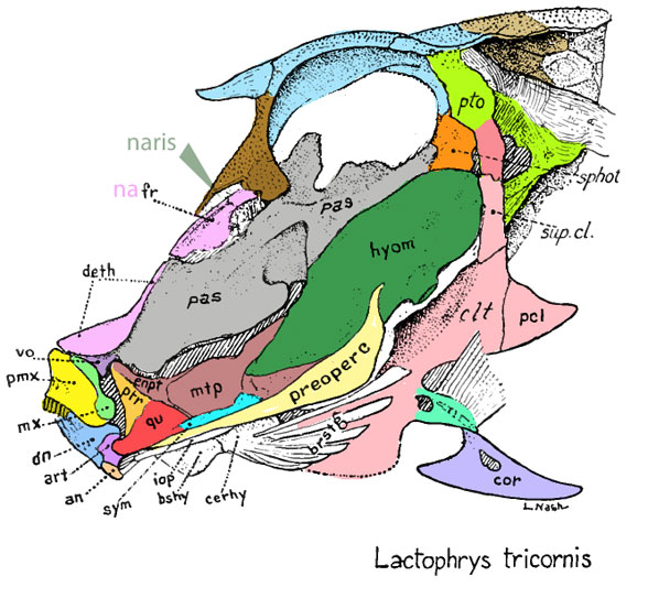 Lactophrys, Balistes and Mola