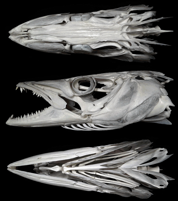 My Image 32